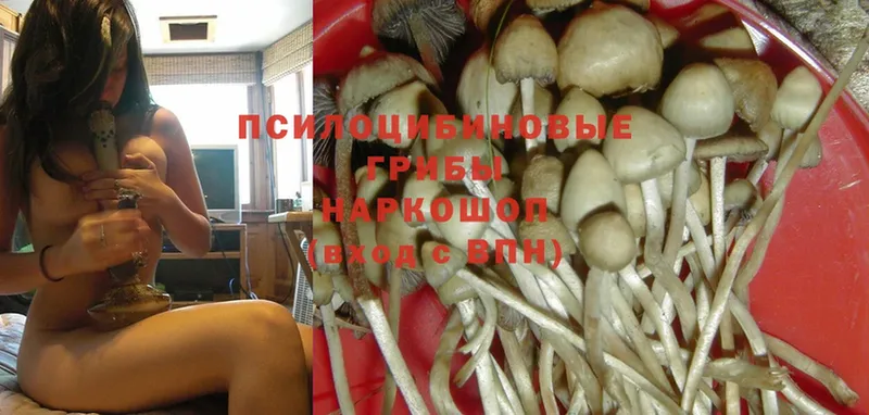 как найти закладки  кракен как войти  Галлюциногенные грибы Psilocybine cubensis  Калининец 